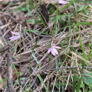 Caladenia carnea at Wee Jasper, NSW - 13 Oct 2024