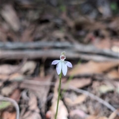 Caladenia carnea (Pink Fingers) at Wee Jasper, NSW - 12 Oct 2024 by Wildlifewarrior80