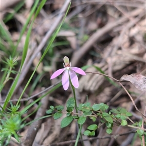 Caladenia carnea at Wee Jasper, NSW - 13 Oct 2024