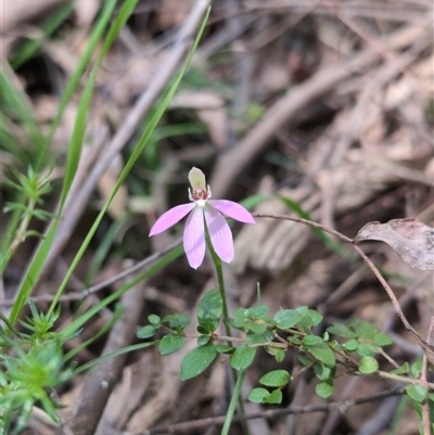 Caladenia carnea (Pink Fingers) at Wee Jasper, NSW - 13 Oct 2024 by Wildlifewarrior80