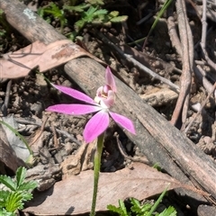 Caladenia carnea (Pink Fingers) at Wee Jasper, NSW - 13 Oct 2024 by Wildlifewarrior80