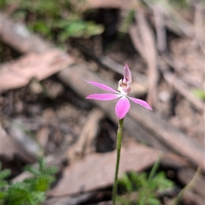 Caladenia carnea at Wee Jasper, NSW - 13 Oct 2024