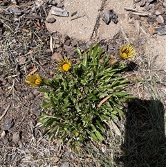 Gazania x splendens (Gazania) at Stirling, ACT - 27 Oct 2024 by mtholt