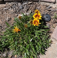 Gazania x splendens at Stirling, ACT - 27 Oct 2024