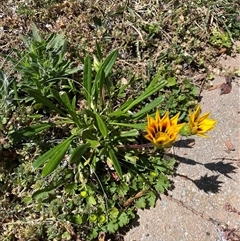 Gazania x splendens at Stirling, ACT - 27 Oct 2024