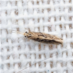 Hydroptilidae (family) at Harrison, ACT - suppressed