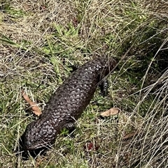 Tiliqua rugosa (Shingleback Lizard) at Bungendore, NSW - 27 Oct 2024 by yellowboxwoodland