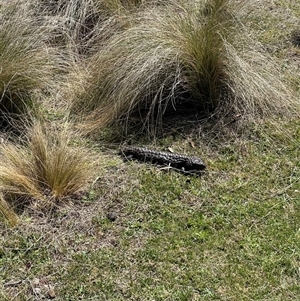 Tiliqua rugosa at Bungendore, NSW - suppressed