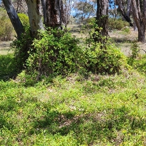 Lonicera japonica at Farrer, ACT - 27 Oct 2024