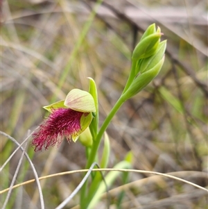 Calochilus robertsonii at Captains Flat, NSW - suppressed