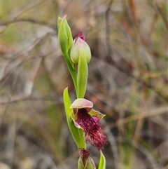 Calochilus robertsonii at suppressed - 27 Oct 2024