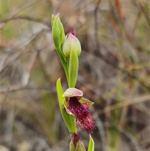 Calochilus robertsonii at suppressed - suppressed