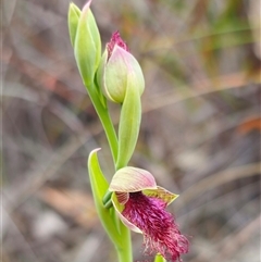 Calochilus robertsonii at Captains Flat, NSW - suppressed