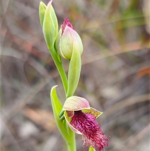 Calochilus robertsonii at suppressed - 27 Oct 2024