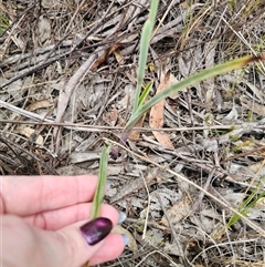 Calochilus robertsonii at Captains Flat, NSW - suppressed