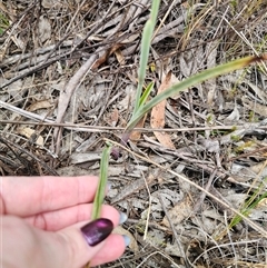 Calochilus robertsonii at suppressed - 27 Oct 2024