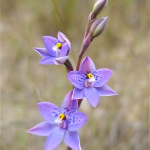 Thelymitra x truncata at Captains Flat, NSW - 27 Oct 2024