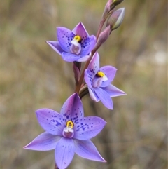 Thelymitra x truncata at Captains Flat, NSW - 27 Oct 2024