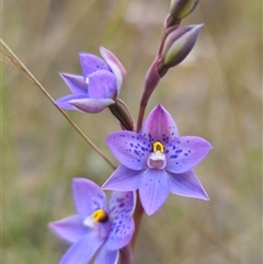 Thelymitra x truncata at Captains Flat, NSW - 27 Oct 2024