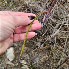 Thelymitra x truncata at Captains Flat, NSW - 27 Oct 2024