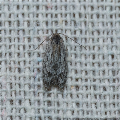 Agriophara (genus) (A Flat-bodied moth (Stenomatinae, Depressariidae)) at Harrison, ACT - 23 Oct 2024 by DPRees125