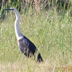 Ardea pacifica (White-necked Heron) at Wodonga, VIC - 26 Oct 2024 by KylieWaldon