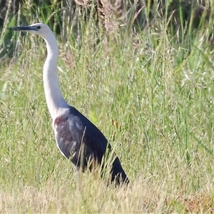 Ardea pacifica at Wodonga, VIC - 27 Oct 2024 07:30 AM