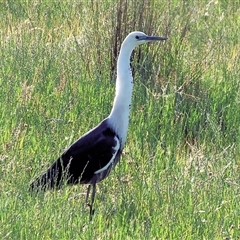 Ardea pacifica at Wodonga, VIC - 27 Oct 2024 07:30 AM