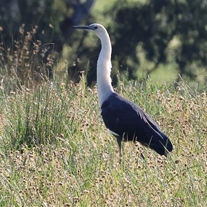 Ardea pacifica at Wodonga, VIC - 27 Oct 2024 07:30 AM