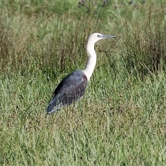 Ardea pacifica at Wodonga, VIC - 27 Oct 2024 07:30 AM