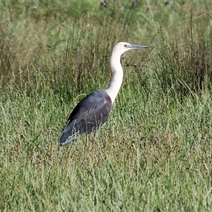 Ardea pacifica at Wodonga, VIC - 27 Oct 2024