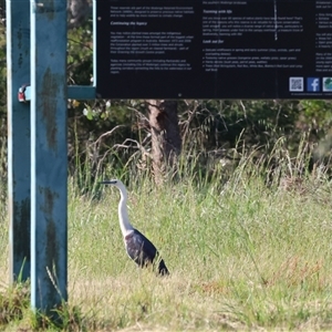 Ardea pacifica at Wodonga, VIC - 27 Oct 2024 07:30 AM