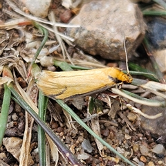 Philobota protecta (A concealer moth) at Braidwood, NSW - 27 Oct 2024 by MatthewFrawley