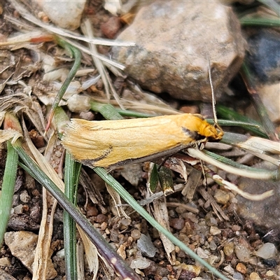 Philobota protecta (A concealer moth) at Braidwood, NSW - 27 Oct 2024 by MatthewFrawley