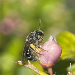 Lasioglossum (Chilalictus) sp. (genus & subgenus) (Halictid bee) at Evatt, ACT - 27 Oct 2024 by LeahC