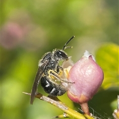 Lasioglossum (Chilalictus) sp. (genus & subgenus) at Evatt, ACT - 27 Oct 2024 12:59 PM