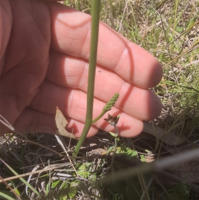 Microtis sp. (Onion Orchid) at Mullion, NSW - 27 Oct 2024 by Wildlifewarrior80