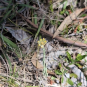 Pseudognaphalium luteoalbum at Mullion, NSW - 27 Oct 2024