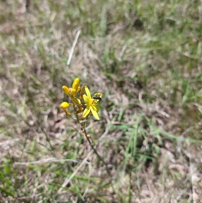 Bulbine bulbosa (Golden Lily, Bulbine Lily) at Mullion, NSW - 27 Oct 2024 by Wildlifewarrior80