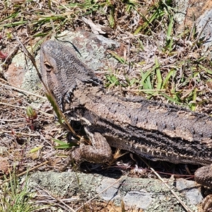 Pogona barbata at Whitlam, ACT - suppressed