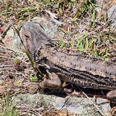 Pogona barbata (Eastern Bearded Dragon) at Whitlam, ACT - 26 Oct 2024 by AlisonMilton