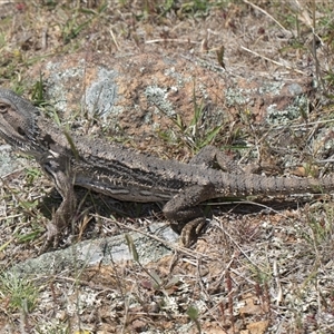 Pogona barbata at Whitlam, ACT - suppressed