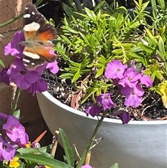 Vanessa itea (Yellow Admiral) at Yass, NSW - 29 Sep 2024 by Synelg