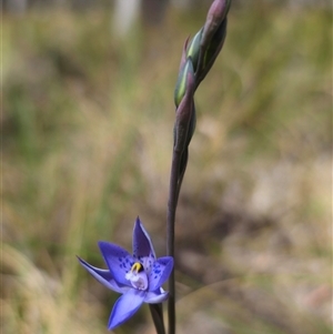 Thelymitra simulata at Captains Flat, NSW - 27 Oct 2024