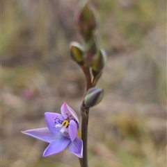 Thelymitra simulata at Captains Flat, NSW - 27 Oct 2024