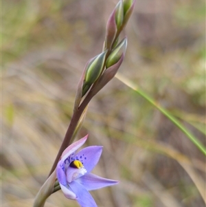 Thelymitra simulata at Captains Flat, NSW - 27 Oct 2024