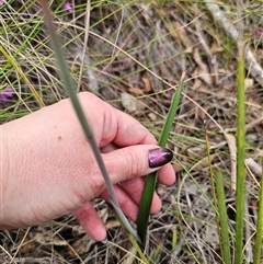 Thelymitra simulata at Captains Flat, NSW - suppressed