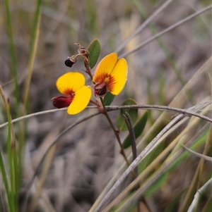 Bossiaea prostrata at Captains Flat, NSW - 27 Oct 2024