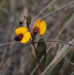 Bossiaea prostrata at Captains Flat, NSW - 27 Oct 2024