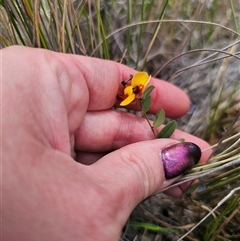 Bossiaea prostrata at Captains Flat, NSW - 27 Oct 2024